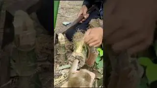 Baby Monkey Rescue🙏🙏#motivation #shorts