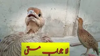 Dakhni Teetar ki awaz | Teetar Voice | Grey Francolin Teetar Sound | Female Teetar Awaz