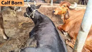 4k Cow Giving Birth To Black Calf - Pregnant Cow Gives Birth | Successful Buffalo Dairy Farm