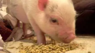 Tater the Pig Eating!
