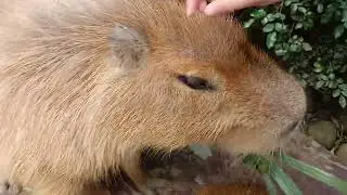 Capybara close encounter with the kids