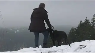 Dog survives 7 nights on steep Vancouver Island cliff