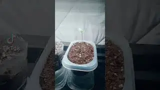 Cannabis seedling grow 