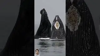 World's biggest whale's 🐋  #seawhale #viral #trending