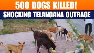 Telangana Outrage: 500 Stray Dogs Allegedly Killed After Elections | News9