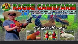 Acquired Trio from RAGBE GAMEFARM (5K Sweater - Stag, Gilmore Hatch & Dangray Roundhead - Pullets)