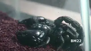 Scorpions In The Mail: This Was Mailed To Me
