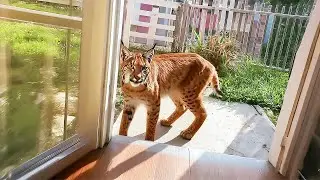 Bobcat Unexpectedly Returns Home After 5 Months Missing, What It Did Next Was Shocking!