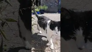 summer heat #parkour #freerunning #gymmotivation #skrillex #cat #catlover #movement