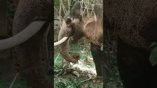 sad elephant Life #song