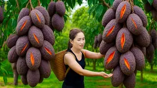 Harvesting Royal Purple Mango And Make Spicy And Sour Purple Mango Salad .Sell To The Poor