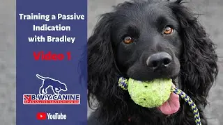 Training a Passive Indication with Bradley (Video 1)