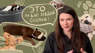 Сон. Перевозбуждение. Болезни. Что между ними общего? #кинолог #собака