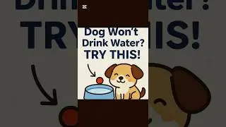 🐶Dog Won&rsquo;t Drink Water? Try This !