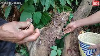 Asi se prepara este delicioso hongo con unos frijolitos para la comida