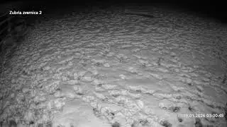 Zubria zvernica (cam213) 19.01.2026 o 03:04