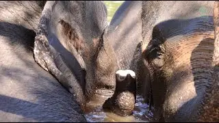 Lifelong Friends Elephant Reunited to Share a Life of Peace and Freedom - ElephantNews