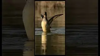 NIKON Z9 - A BORDO STAGNO 2026 - #wildlife #nature #nikon #eyetracking #wildlifephoto #z9