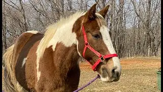 2021年3月22日　遊馬らんどグラスホッパー大阪深山トレーニングライド