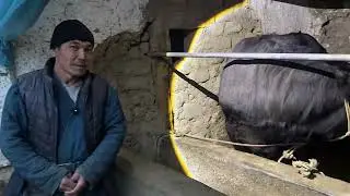 Oddiyginina lekin samarali novvos boqish usuli 