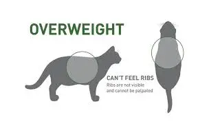 Is Your Cat's Weight Healthy?