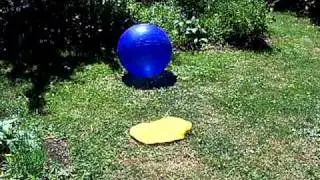 Treibball Class #2