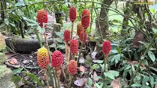 Orchid Garden, Mindo Ecuador 