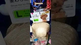 Where to buy pet toys in UAE 🇦🇪 Daiso UAE 🇦🇪 #uae #shortsvideo #daiso #youtubeshorts