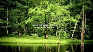 Nature Sound 16 - THE MOST RELAXING SOUNDS -