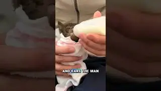 Rescue Mission  Saving a baby Kitten on Busy Road #cats #pets