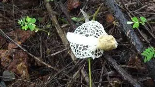Phallales of Goa-a stinkhorn mushroom-Dictyophora indusiata