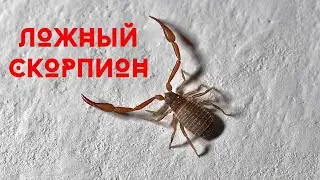 Ложный скорпион. Паук. Pseudoscorpionida.