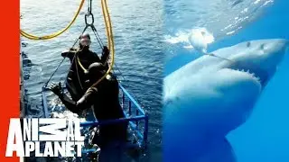 Extreme Great White Shark Cage Attack | World's Scariest Animal Attacks