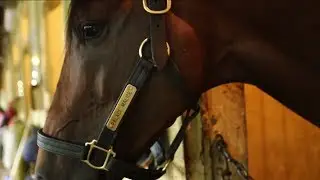 Horse Racing's Version of the Combine, Draft