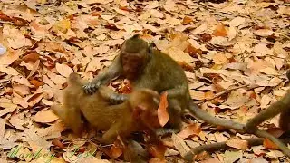 Axel came and play with other monkey in Amari group look he do scare / Monkey Post