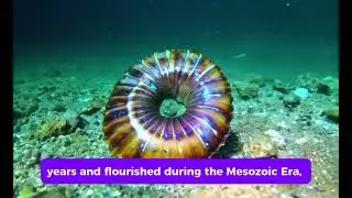 Extinct Animal Fact  | Ammonite &ndash; Ancient Ocean Predator, Fossil Beauty, Prehistoric Marine Shell