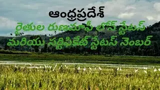 How to check ap runa mafi loan status all phase update How to check ap runa mafi scheme loan status