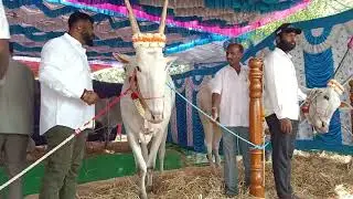 Haldikar 