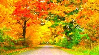 Forest Road - Relaxing Piano Music For Stress Relief, Sleeping Music TuneOne, Calming Music TuneOne