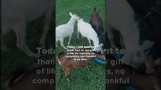 Feeding Time #goat #shorts #youtubeshorts #highlights
