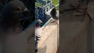 pigeon beautiful good flying racing pigeon #pigeonlaver #raisenpigeons #vilogpigeon #pigeonracing