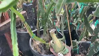 Firecrest Farms 10.12.2025 Dragon fruit farm tour