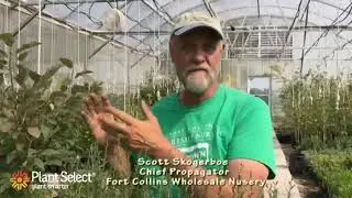Scott Skogerboe talks about collecting littleleaf mt mahogany seed