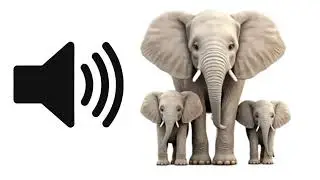 Elephant &ndash; Sound Effect | ProSounds