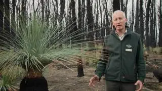 Kinglake National Park: A forest recovery story
