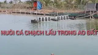 Mô Hình Nuôi Cá Chạch Lấu Trong Ao Đất Đạt Hiệu Quả Kinh Tế Cao