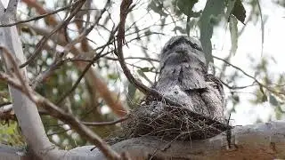 Visit Dryandra National Park woodlands this spring