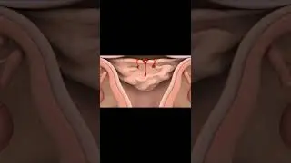Red 😭Discharge period First day painfull process inside view #period #process #human #anatomy