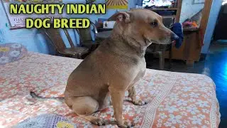 #NAUGHTY INDIAN DOG BREED #INDIAN HOUND DOG BREED #KOMBAI MIX BREED PLAYING