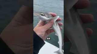 Акулёнок 😨